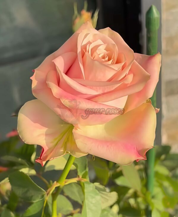 Escalante Rose plant丨Your roses