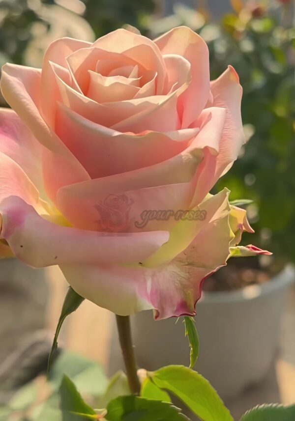 Escalante Rose丨Your roses
