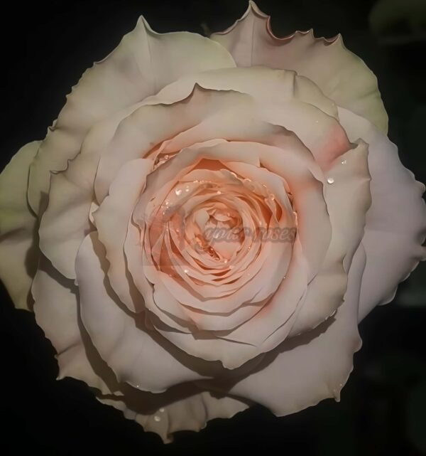 Escalante Rose丨Your roses