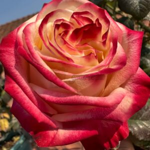 Fragant Delicious Rose丨Your roses
