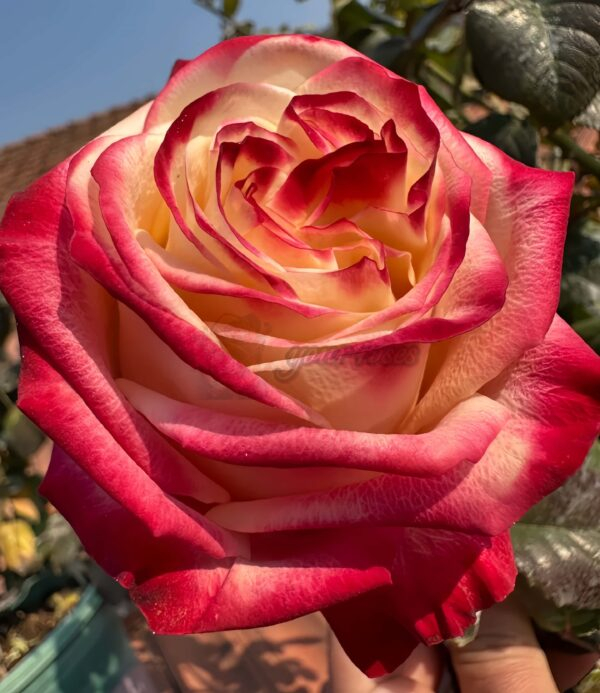 Fragant Delicious Rose丨Your roses