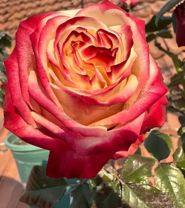 Fragant Delicious Rose丨Your roses