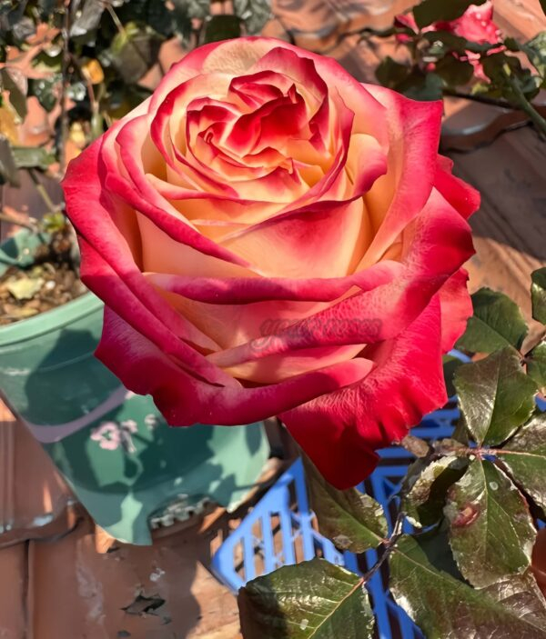 Fragant Delicious Rose for sale丨Your roses