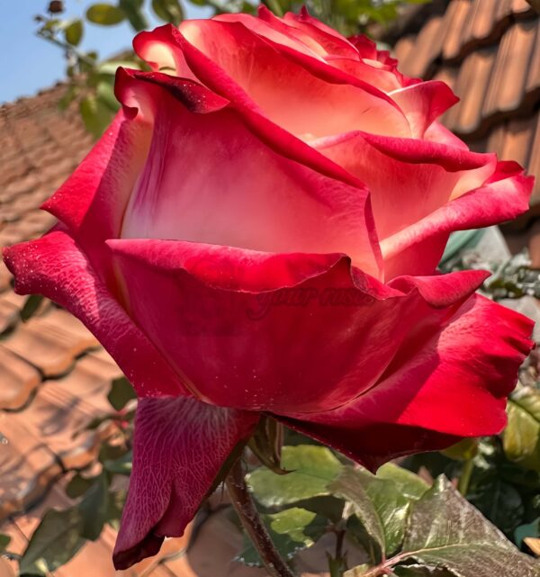 Fragant Delicious Rose plant丨Your roses