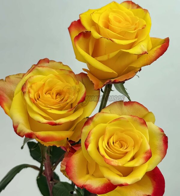 Fuego Rose丨Your roses