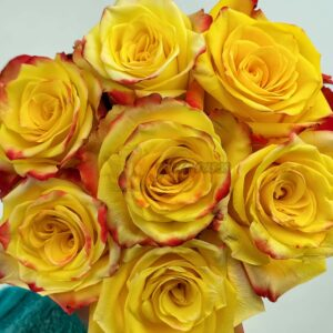 Fuego Rose plant丨Your roses
