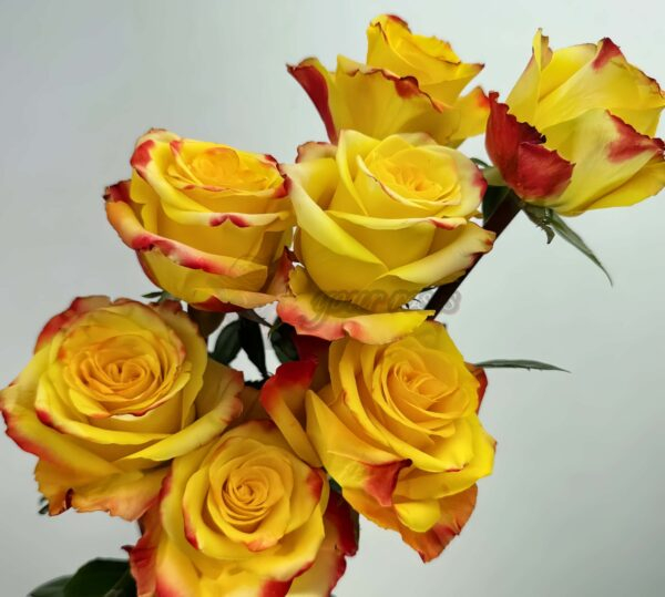 Fuego Rose丨Your roses