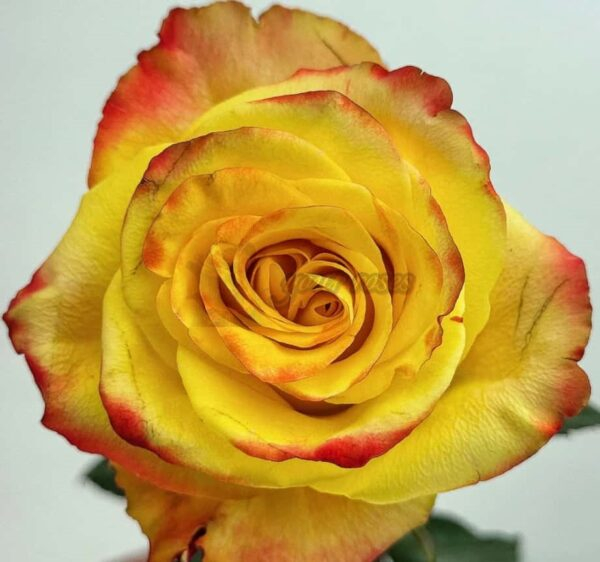 Fuego Rose for sale丨Your roses