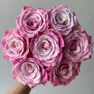 Ice Crown Princess Rose for sale丨Your roses
