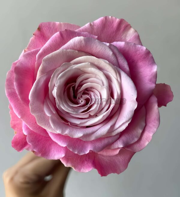 Ice Crown Princess Rose丨Your roses