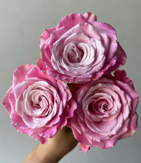 Ice Crown Princess Rose plant丨Your roses