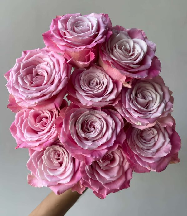 Ice Crown Princess Rose丨Your roses