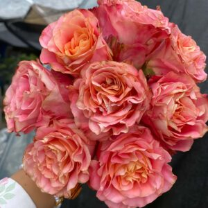 Jiera Rose plant丨Your roses