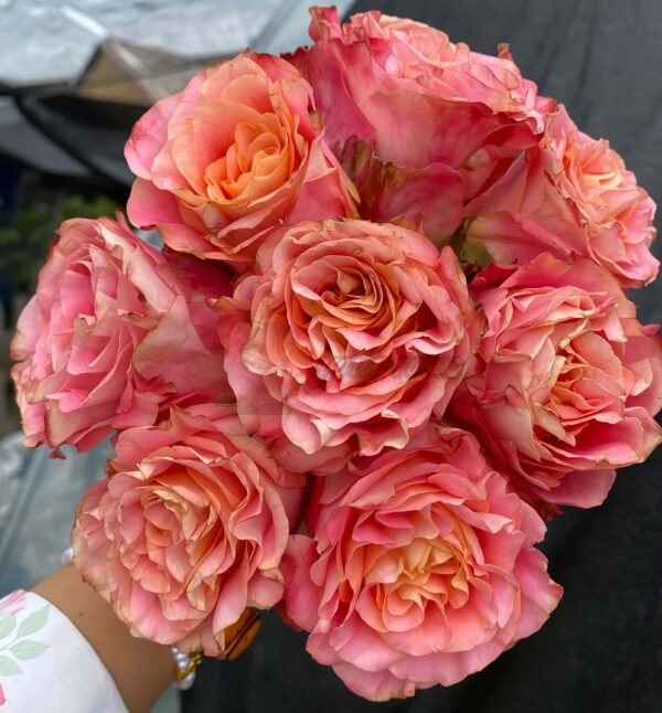 Jiera Rose plant丨Your roses