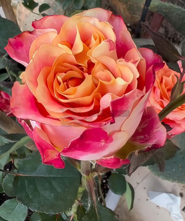 Jiera Rose for sale丨Your roses