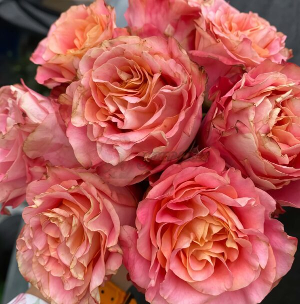 Jiera Rose丨Your roses