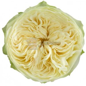 Lovely Harper Rose丨Your roses