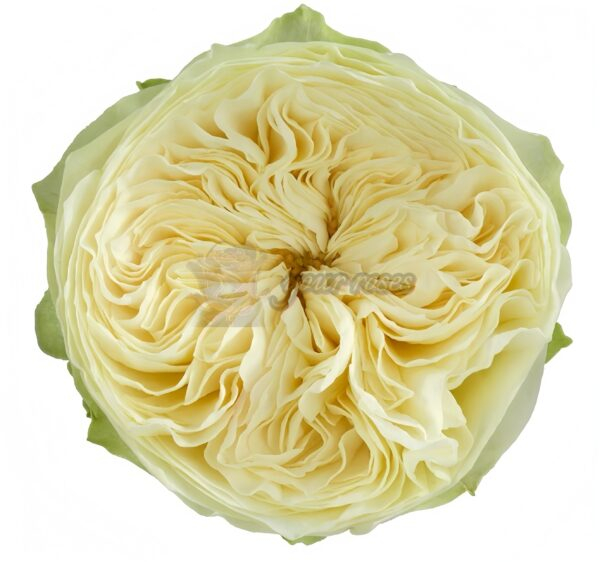Lovely Harper Rose丨Your roses