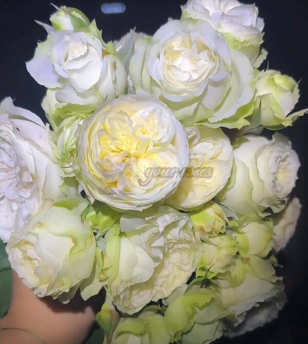 Lovely Harper Rose plant丨Your roses