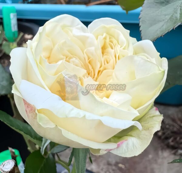 Lovely Harper Rose丨Your roses