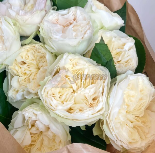 Lovely Harper Rose for sale丨Your roses