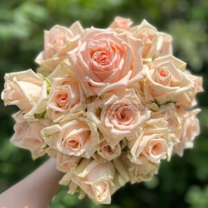MAlsie+ Rose for sale丨Your roses