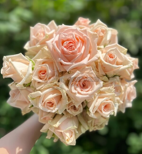 MAlsie+ Rose for sale丨Your roses