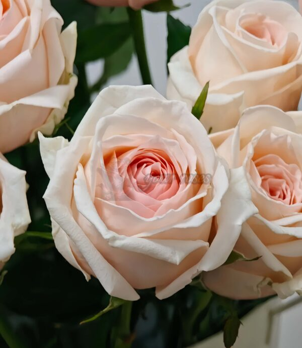 MAlsie+ Rose 丨Your roses