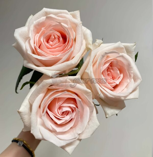 MAlsie+ Rose plant丨Your roses