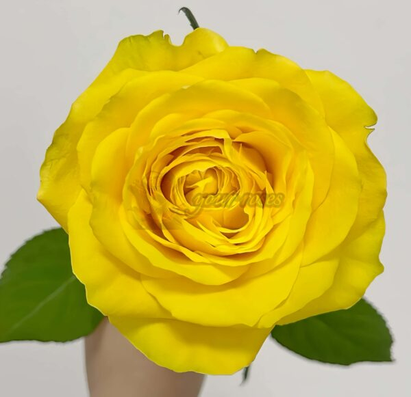 Moonwalk Rose丨Your roses
