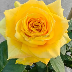Moonwalk Rose for sale丨Your roses