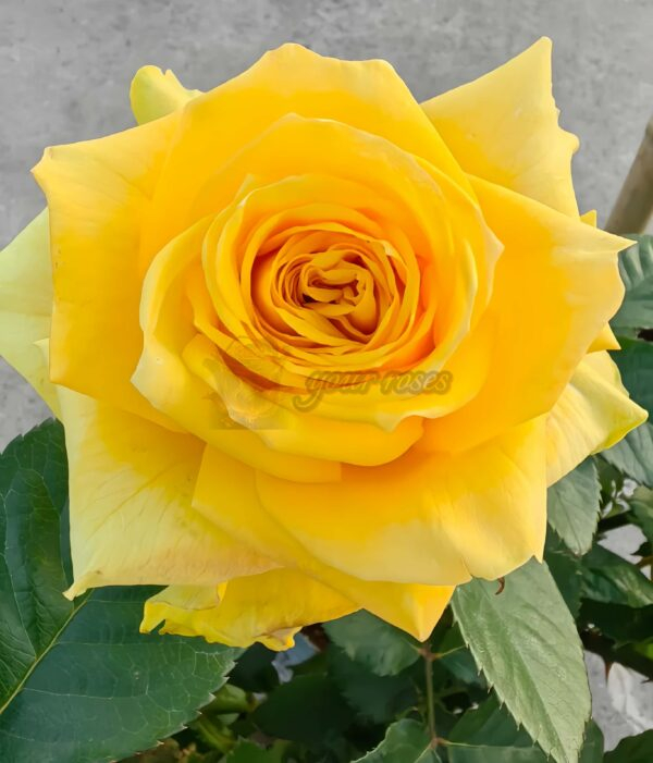 Moonwalk Rose for sale丨Your roses