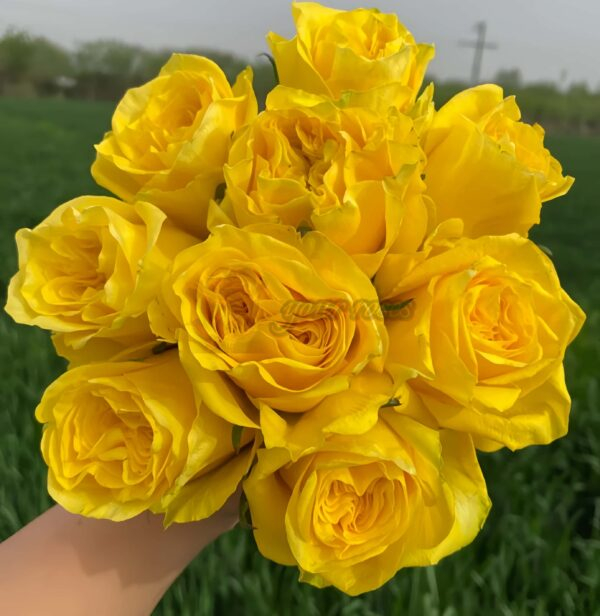 Moonwalk Rose plant丨Your roses