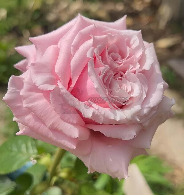 Niannujiao Rose丨Your roses