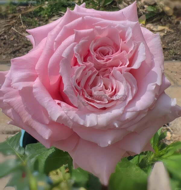 Niannujiao Rose plant丨Your roses