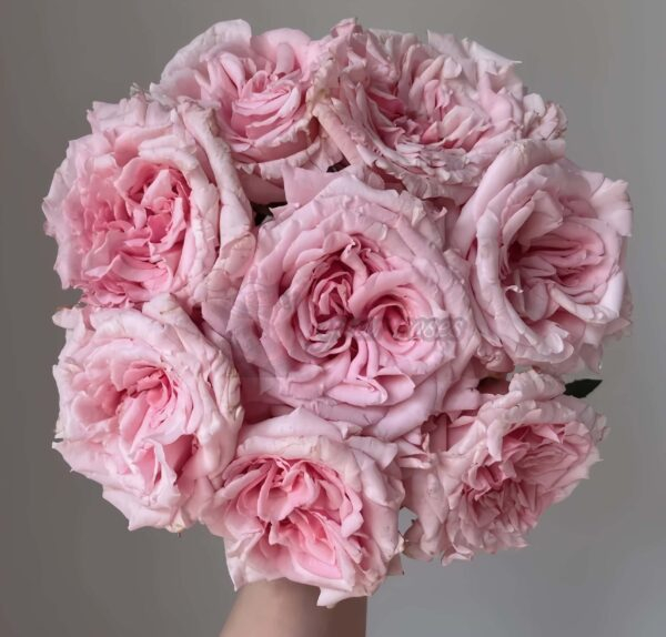 Niannujiao Rose丨Your roses