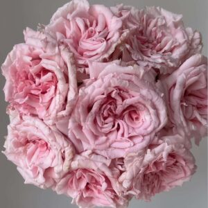 Niannujiao Rose for sale丨Your roses