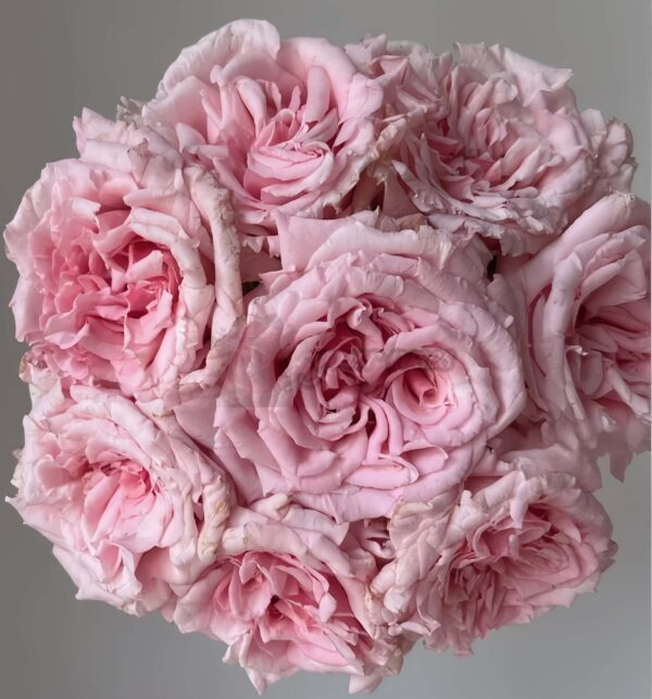 Niannujiao Rose for sale丨Your roses