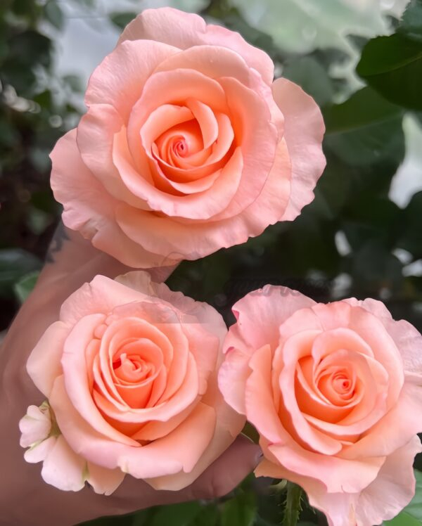 Pink Petticoat Rose plant丨Your roses
