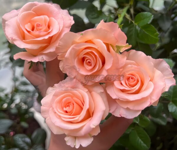 Pink Petticoat Rose丨Your roses