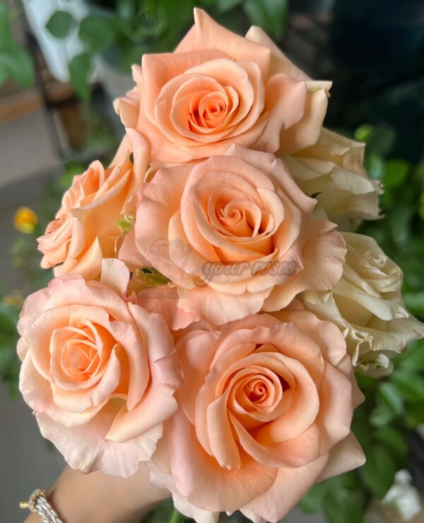 Pink Petticoat Rose for sale丨Your roses