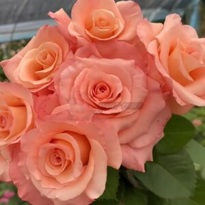 Pink Petticoat Rose丨Your roses
