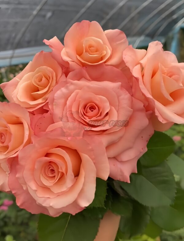 Pink Petticoat Rose丨Your roses