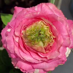Purple Cézanne Rose for sale丨Your roses