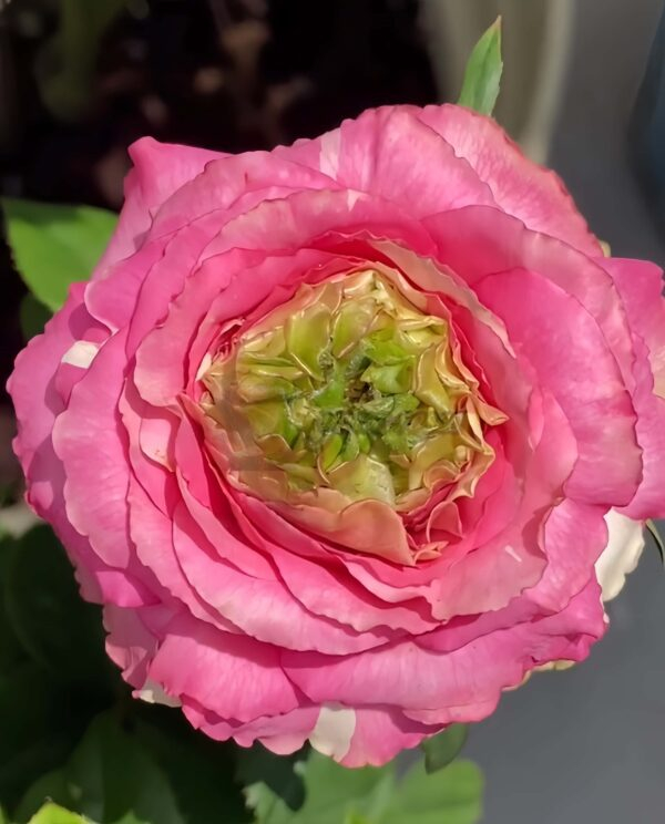 Purple Cézanne Rose for sale丨Your roses