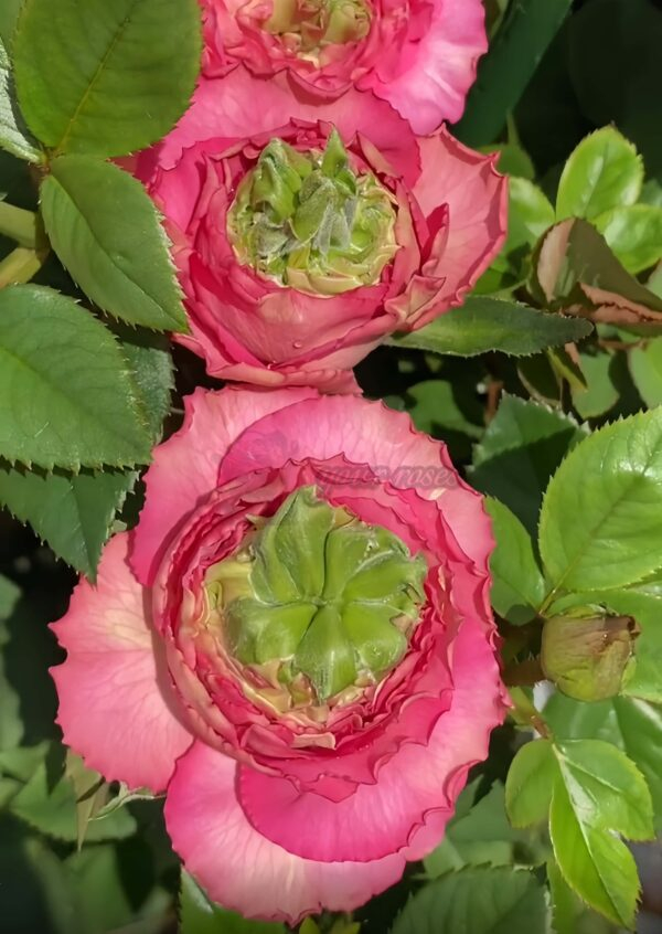 Purple Cézanne Rose丨Your roses