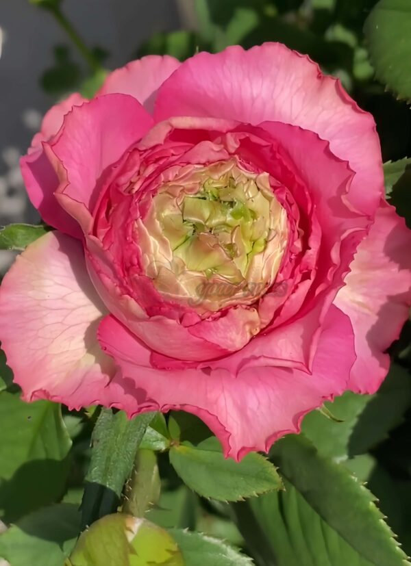 Purple Cézanne Rose plant丨Your roses