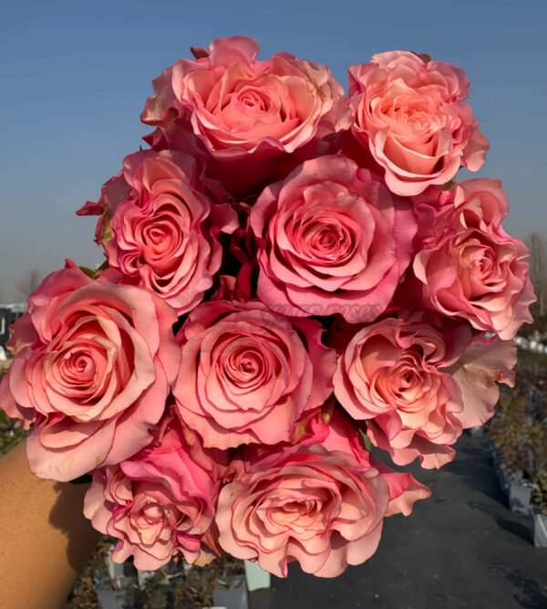 Ramonda Rose for sale丨Your roses
