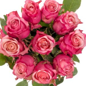 Ramonda Rose丨Your roses