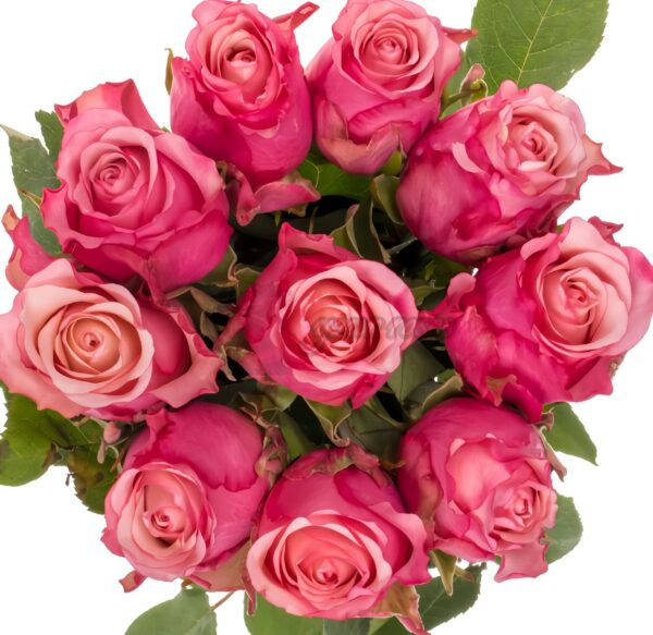 Ramonda Rose丨Your roses